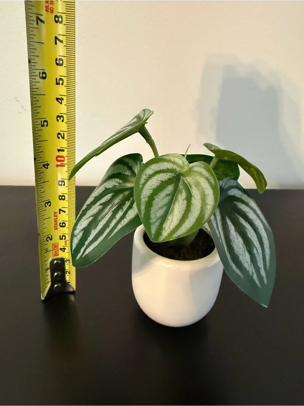 Mini Watermelon Peperomia in Green and Cream - Decorative Home Accent Plant